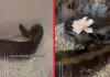 Man-bathes-pet-python-and-decorates-it-goes-viral