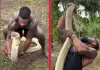 Viral-king-cobra-video-incident