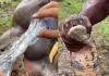 King-cobra-venom-video-viral