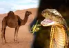Camel-tears-neutralize-snake-venom