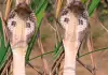 King-cobra-standing-photo-viral