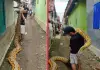 Reticulated-python-viral-video