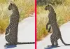 Standing-cheetah-viral-video