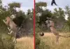 Cheetah-hunts-bird-viral-video-KURURW
