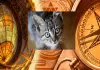 Cat-visits-home-good-sign-meaning