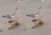 Eagle-chasing-fox-viral-video