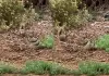 Squirrel-teases-snake-viral-video