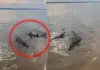 Shark-circles-crocodile-seashore-video