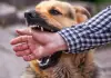 Street-dog-bite-safety-steps
