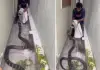 Viral-king-cobra-video