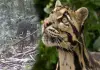 Clouded-leopard-family-viral-video