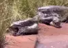 Giant-female-anaconda-video