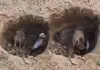Mongoose-hunts-snake-viral-video