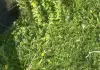 Hidden-frog-optical-illusion