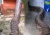Giant-anaconda-housefront-viral-video