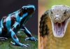 King-cobra-vs-poison-dart-frog