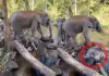 Baby-elephant-water-play-viral-video