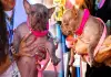 Worlds-ugliest-dog-petunia-wins