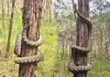 Giant-snake-tree-climb-viral-video