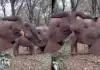Elephants-love-scene-viral