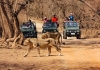 Gir-forest-lions-death-babesia-infection-gujarat