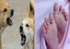 14-month-old-baby-died-in-dogs-attack-people-demand-jus