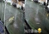 Leopard-mistaken-as-cat-by-street-dogs