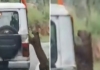 Bannerghatta-leopard-attack-boy
