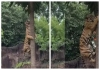 Tiger-climbing-tree-viral-video-sydney-zoo-truth