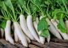 Radish-protects-the-skin-and-liver