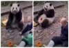 Panda-laughs-at-zookeeper-fall-viral-video