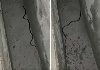 Common-krait-snake-viral-video-fact-check