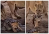 Lion-crocodile-cub-rescue-viral-video
