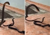 King-cobra-attacks-indian-cobra-viral-video