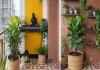 Vastu-plants-southwest-direction-home