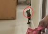 Indore-hospital-cat-issue-hiv-ward-safety