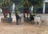 Boy-helps-hungry-calves-viral-video