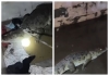 Seven-foot-crocodile-enters-house-bathroom-in-gujarat