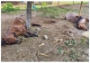 Antiyur-horse-death-due-to-urine-water