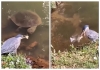 Bird-uses-bait-like-human-to-catch-fish-viral-video