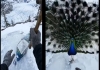 Minnesota-peacock-frozen-cold-rescue-video-viral