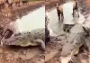 Porcupine-crocodile-rare-hunt-video-viral