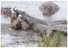 Hippo-saves-wildebeest-from-crocodile-attack