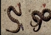 Snake-head-movement-after-decapitation-science-explained