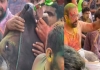 Haryana-holi-cow-alcohol-animal-cruelty-video-viral