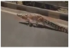 Crocodiles-roam-vadodara-roads-viral-video