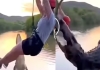 Zipline-crocodile-attack-viral-video