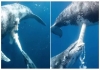 Whale-feeding-calf-rare-underwater-video-viral