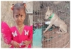 Andhra-missing-girl-search-dog-tommy