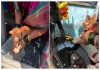 Pet-cat-paw-print-bike-welcome-video